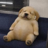 Biscoot on Steam