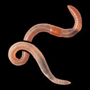 Worm on Steam