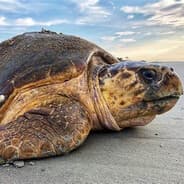 Loggerhead Turtle on Steam