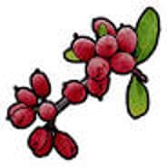 red berry on Steam